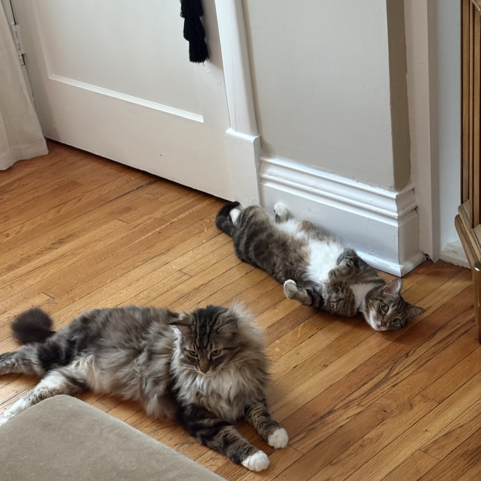 Aspiring Cat Whisperer photo 2
