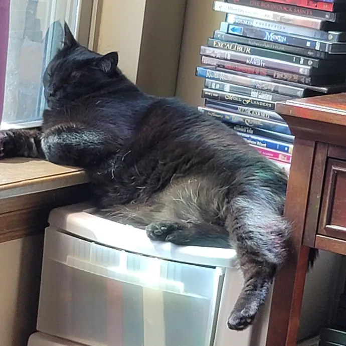 Loving Your Kitties Till You Return