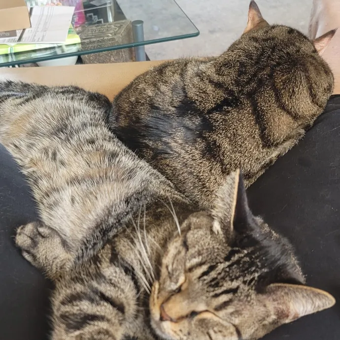 Loving Your Kitties Till You Return