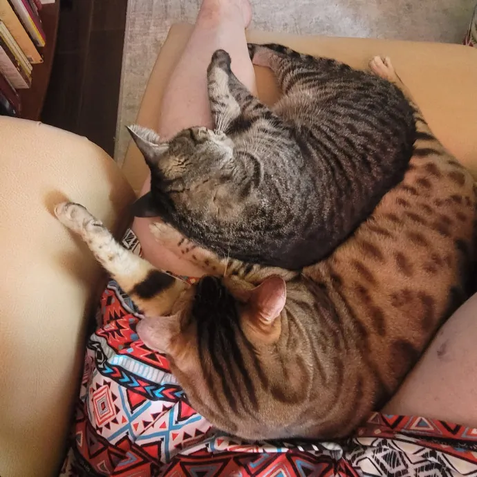 Loving Your Kitties Till You Return