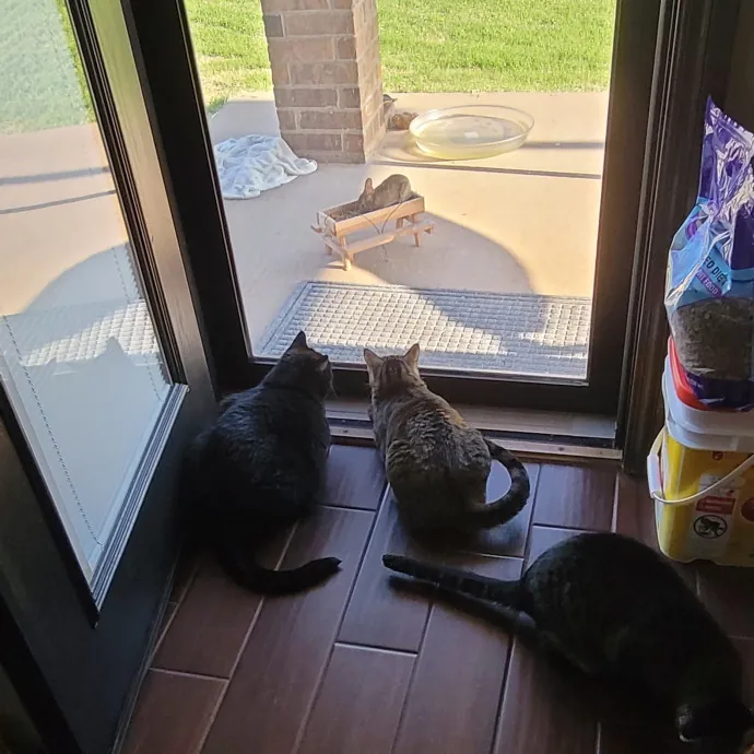 Loving Your Kitties Till You Return