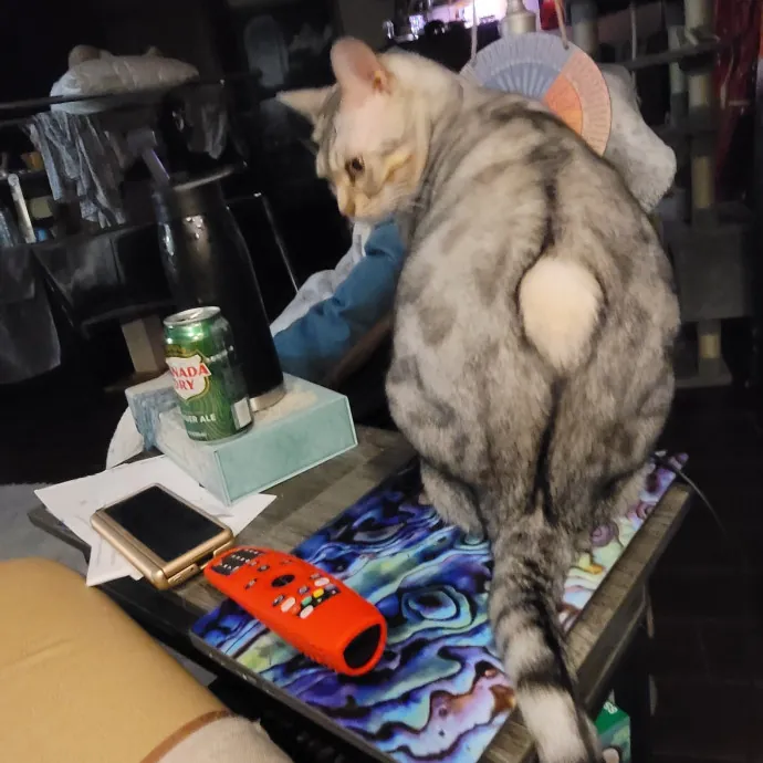 Loving Your Kitties Till You Return photo 4