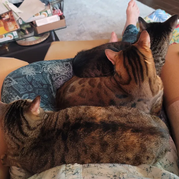 Loving Your Kitties Till You Return photo 3