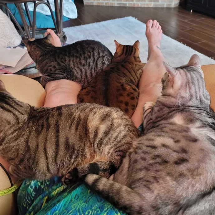 Loving Your Kitties Till You Return photo 2