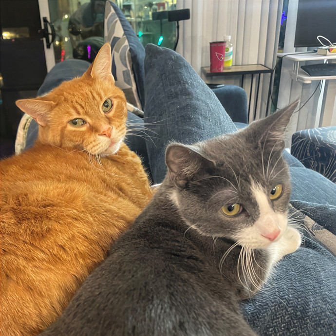 Little Canadian Cat Club