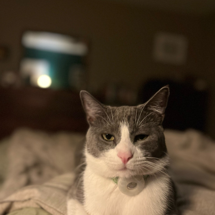 Little Canadian Cat Club