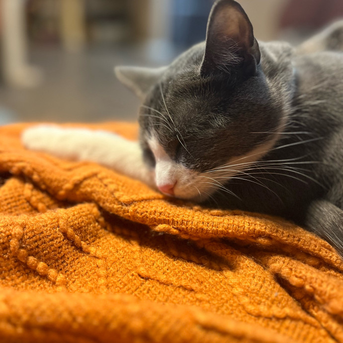 Little Canadian Cat Club