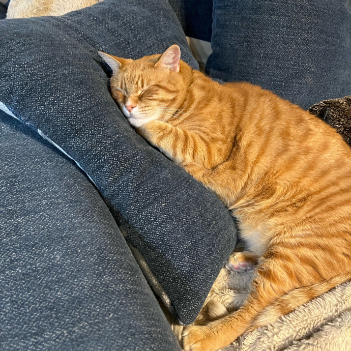 Little Canadian Cat Club photo 3