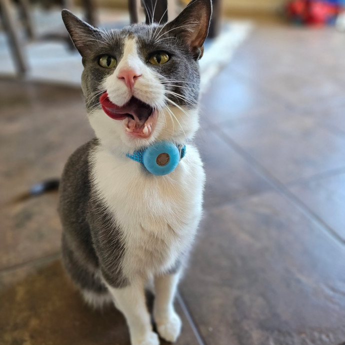Little Canadian Cat Club photo 2