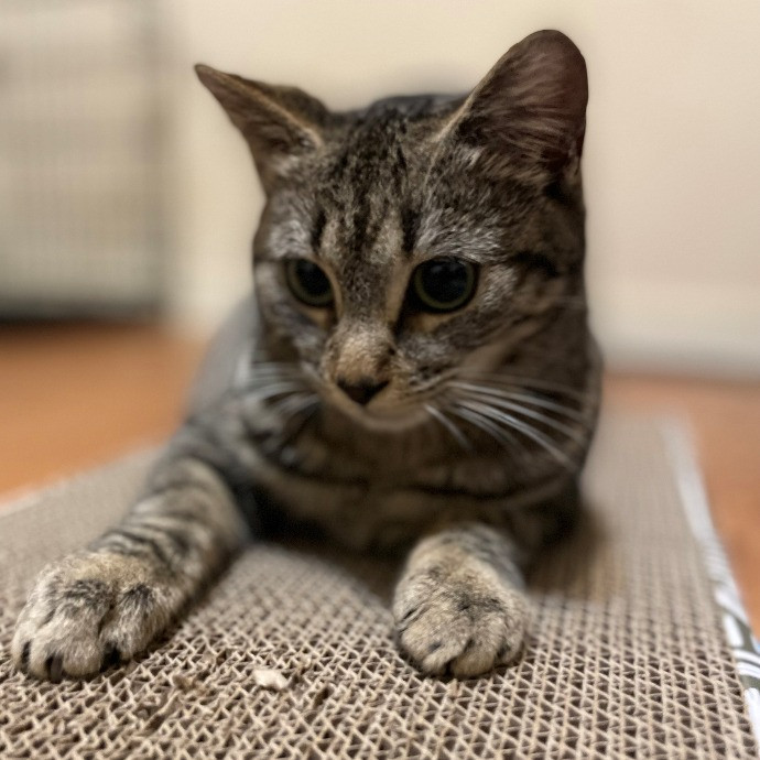 Paws With Karo