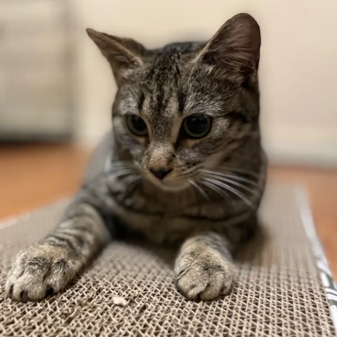 Paws With Karo