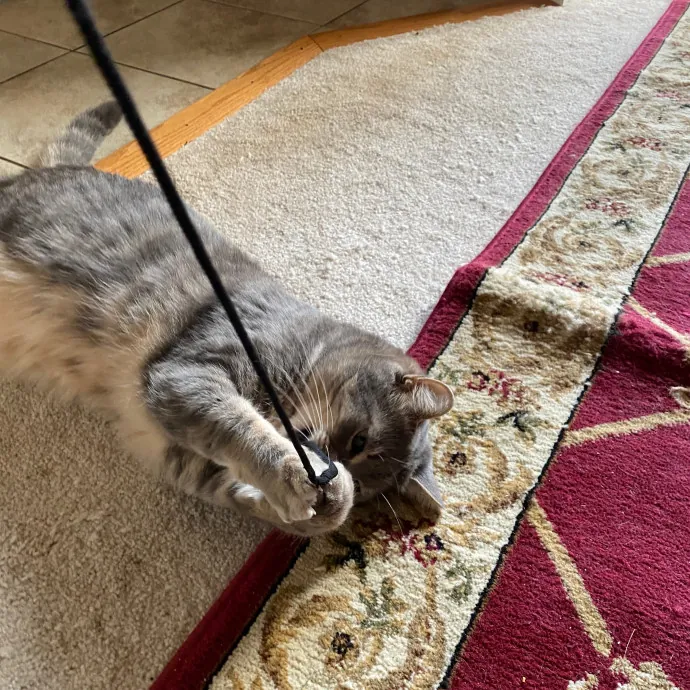 Paws With Karo