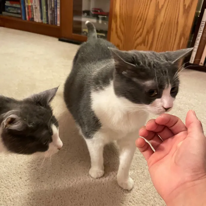 Paws With Karo