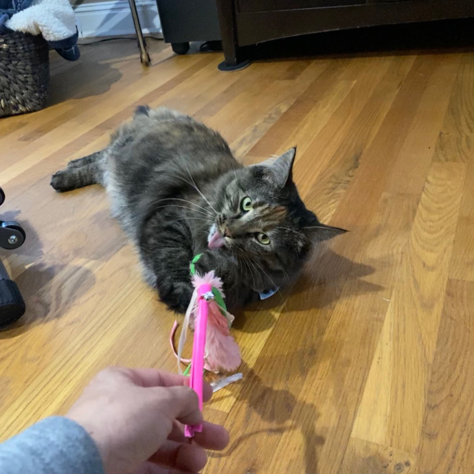 Paws With Karo