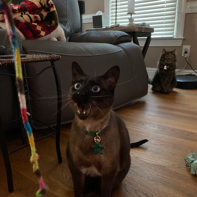 Paws With Karo