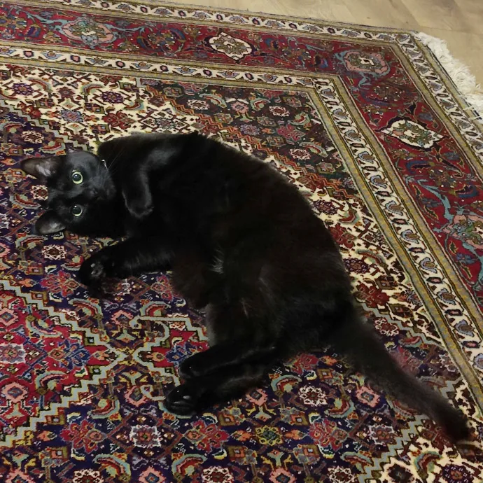 The Best Care For Your Fur Babies