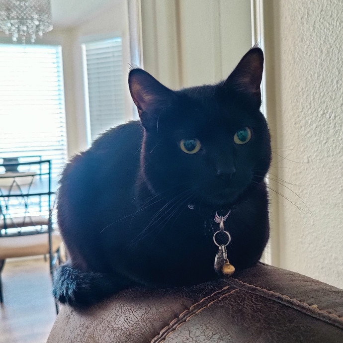 The Best Care For Your Fur Babies