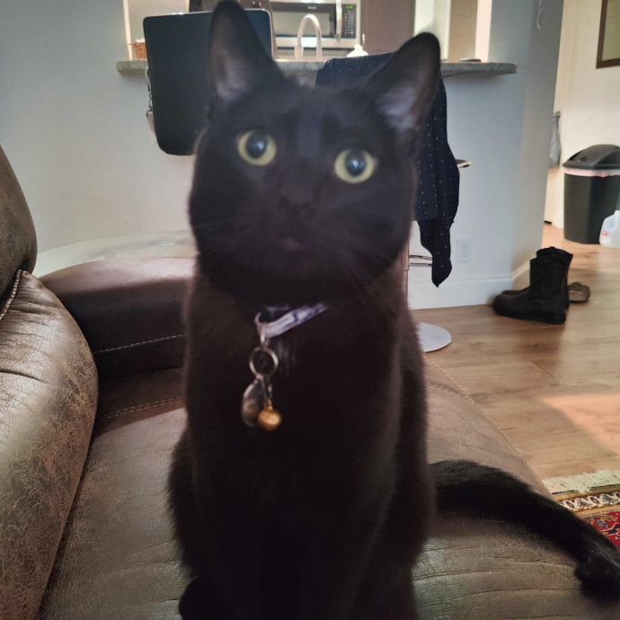 The Best Care For Your Fur Babies
