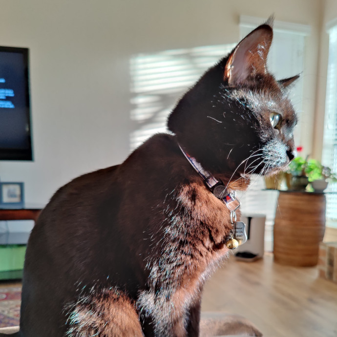 The Best Care For Your Fur Babies photo 3