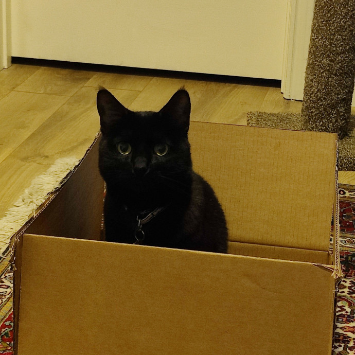 The Best Care For Your Fur Babies photo 2