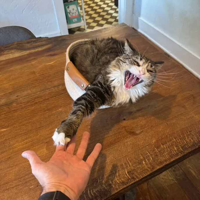 Cat Dad Of Special Needs S For 25Yrs