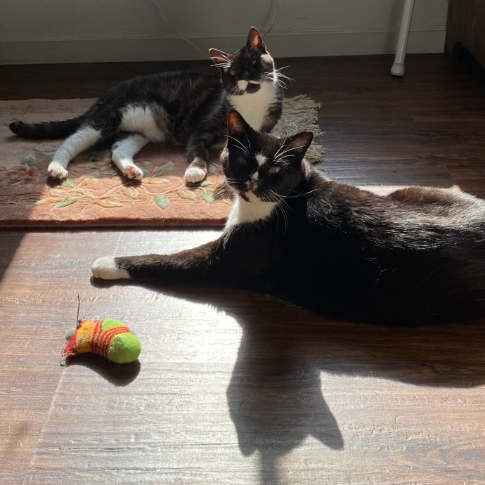 Dad Of Special Needs Cats For 25Yrs