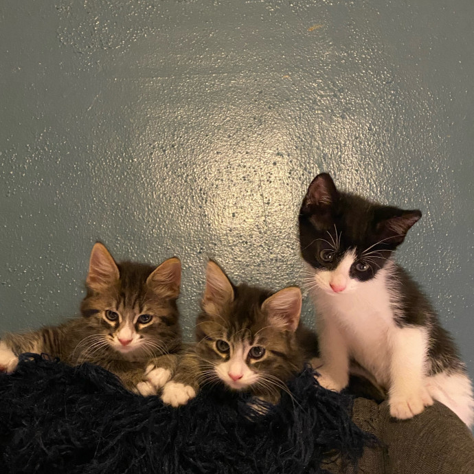 Dad Of Special Needs Cats For 25Yrs