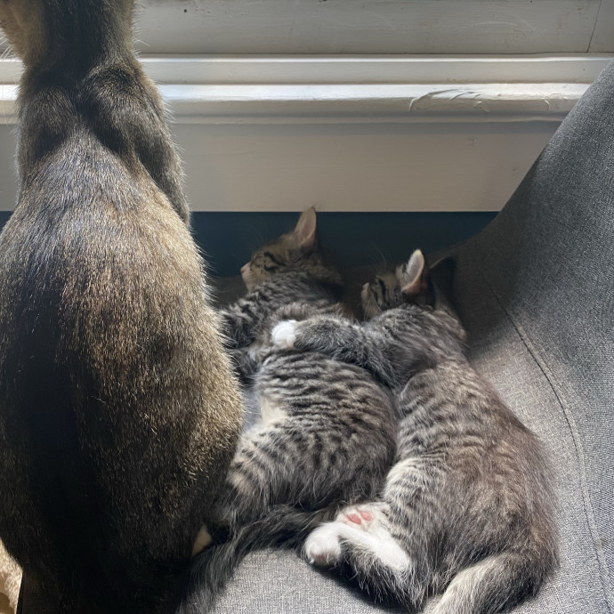 Dad Of Special Needs Cats For 25Yrs photo 2