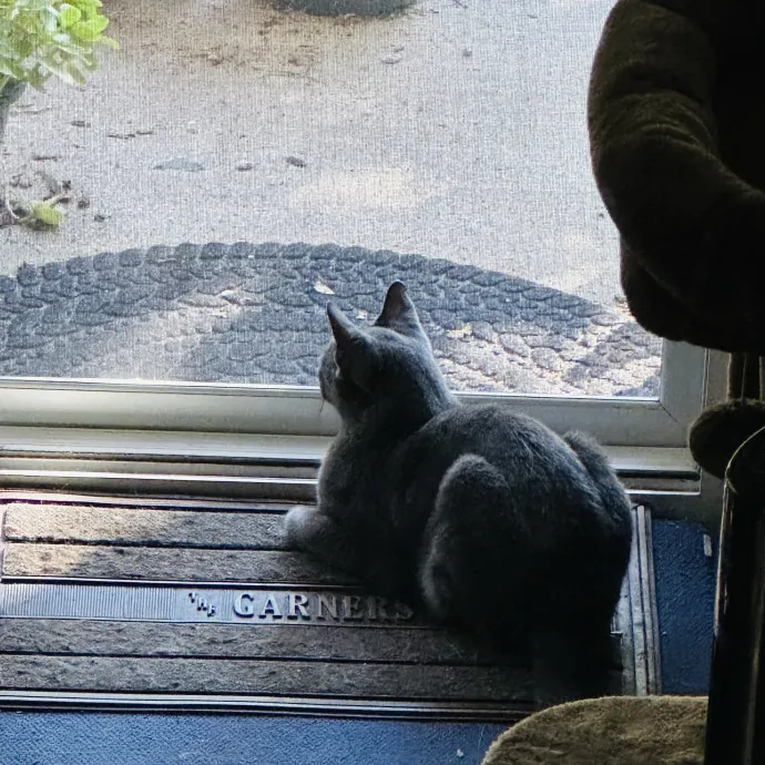 Meow There Meet Your Purrr-Fect Sitter