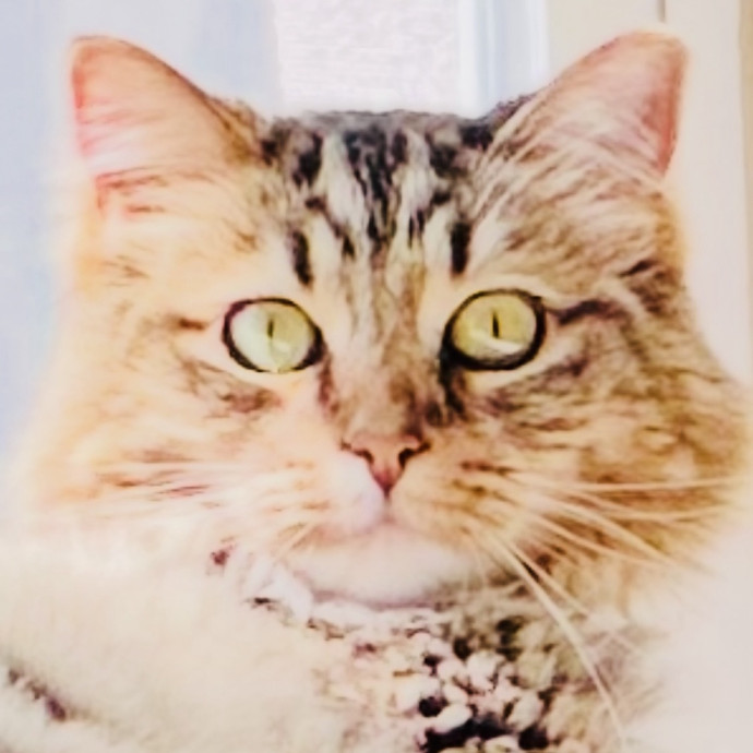 Meow There Meet Your Purrr-Fect Sitter