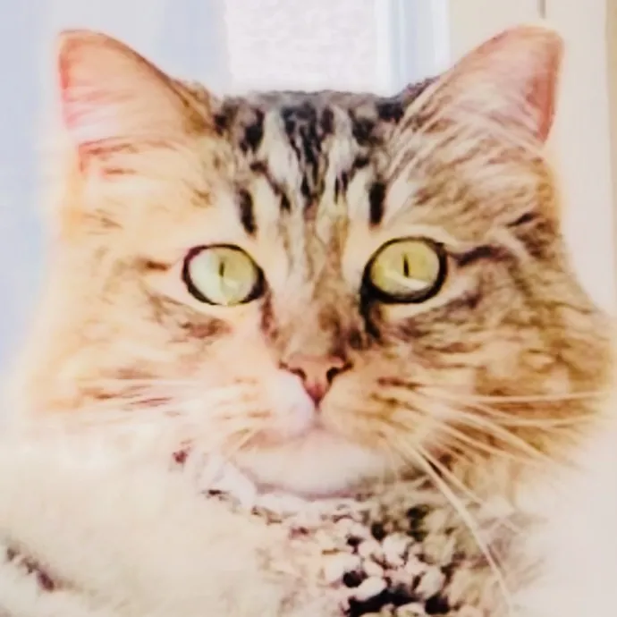 Meow There Meet Your Purrr-Fect Sitter