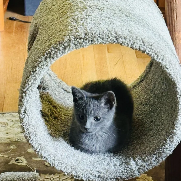 Meow There Meet Your Purrr-Fect Sitter