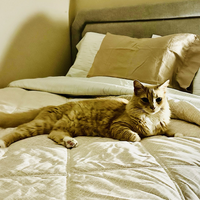 Meow There Meet Your Purrr-Fect Sitter