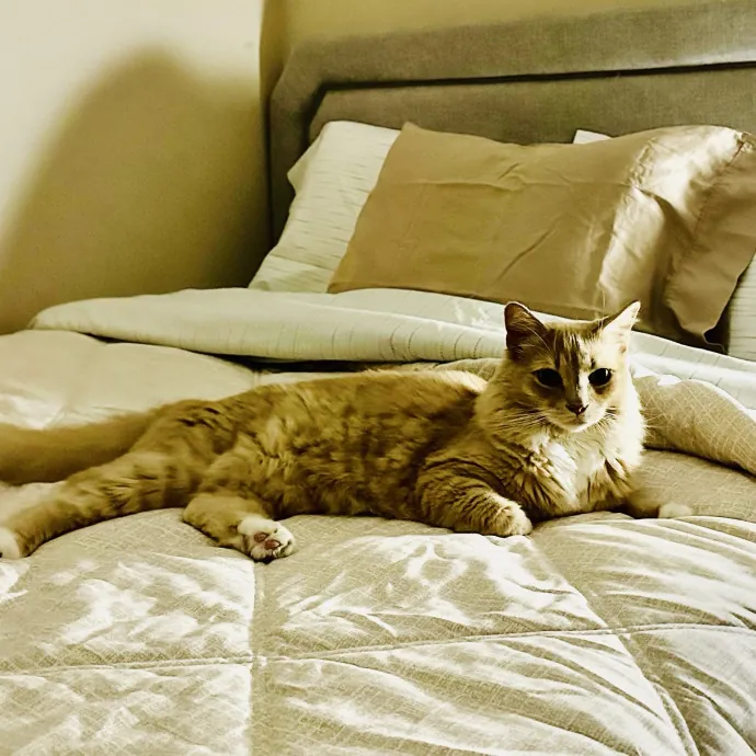 Meow There Meet Your Purrr-Fect Sitter