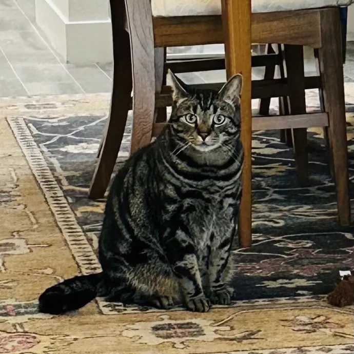 Meow There Meet Your Purrr-Fect Sitter