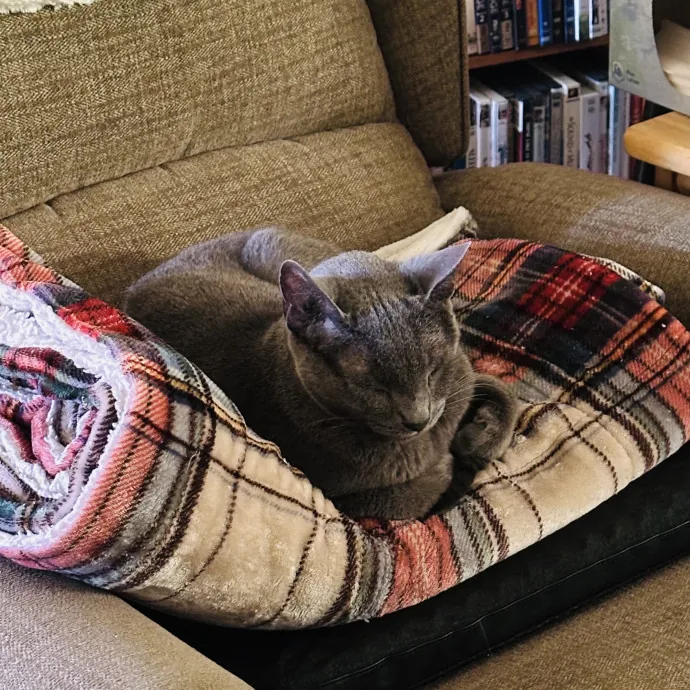 Meow There Meet Your Purrr-Fect Sitter