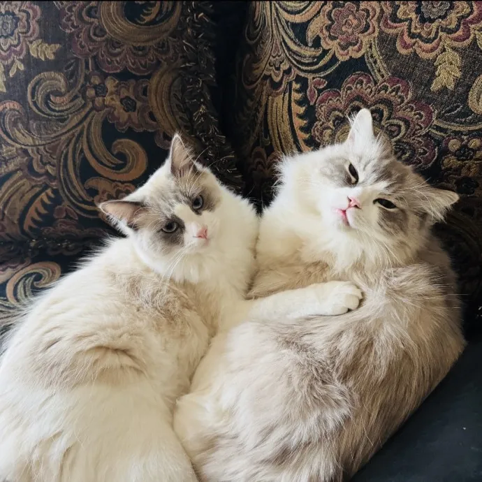 Meow There Meet Your Purrr-Fect Sitter