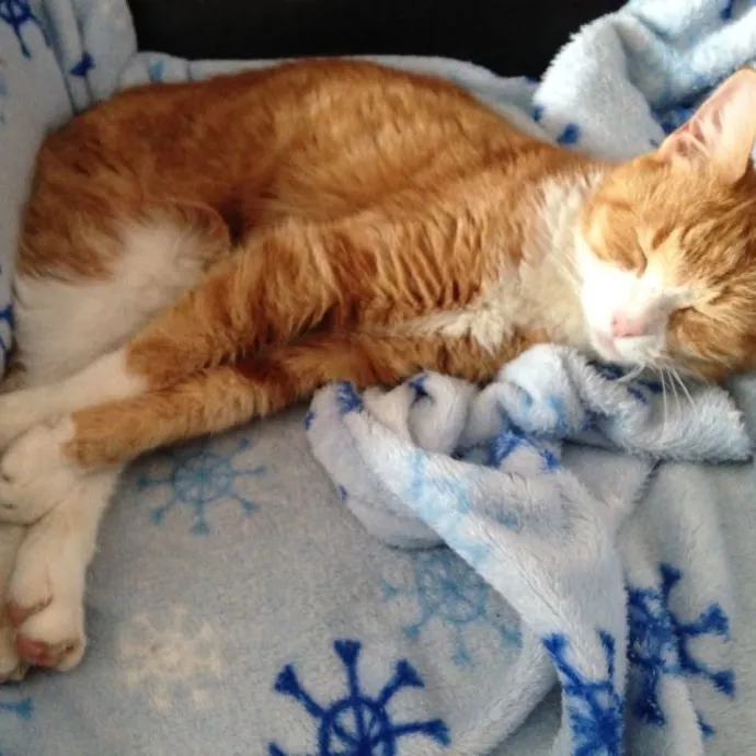 Meow There Meet Your Purrr-Fect Sitter