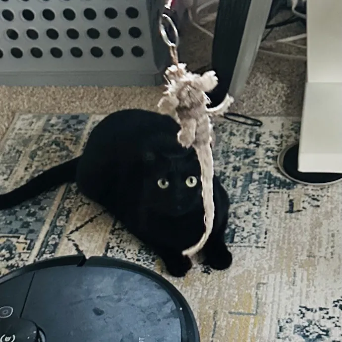 Meow There Meet Your Purrr-Fect Sitter