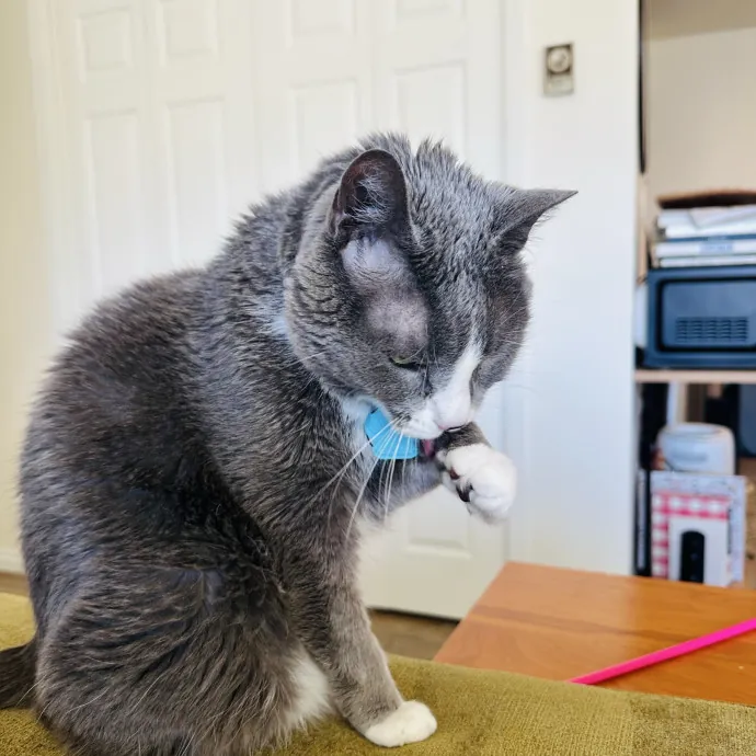 Meow There Meet Your Purrr-Fect Sitter