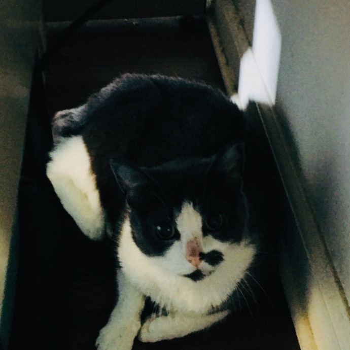 Meow There Meet Your Purrr-Fect Sitter