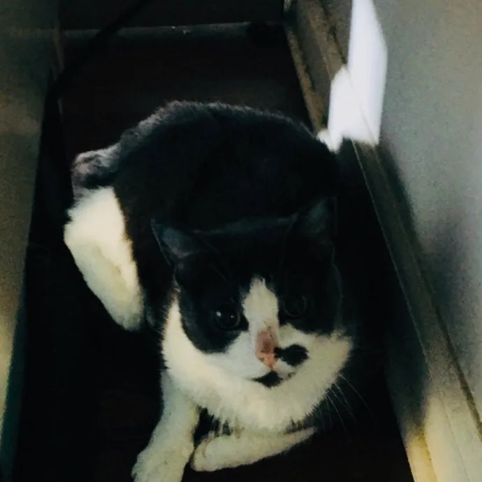 Meow There Meet Your Purrr-Fect Sitter