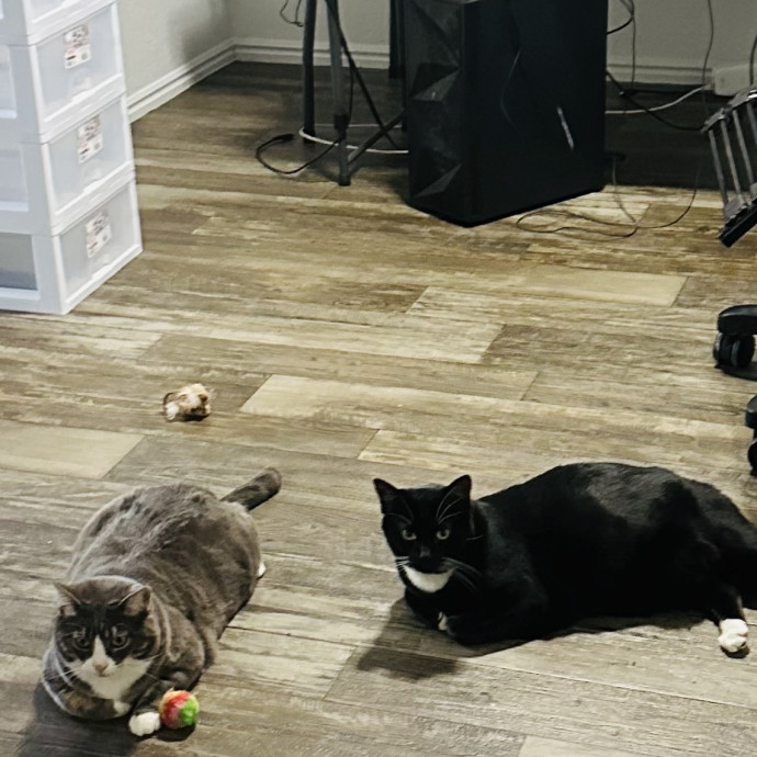 Meow There Meet Your Purrr-Fect Sitter