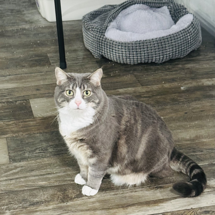 Meow There Meet Your Purrr-Fect Sitter