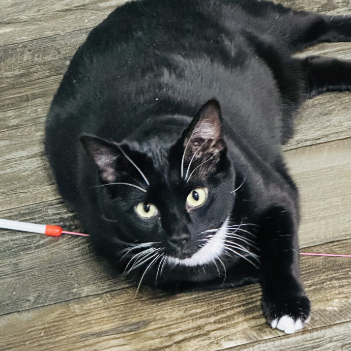 Meow There Meet Your Purrr-Fect Sitter