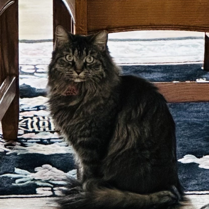 Meow There Meet Your Purrr-Fect Sitter