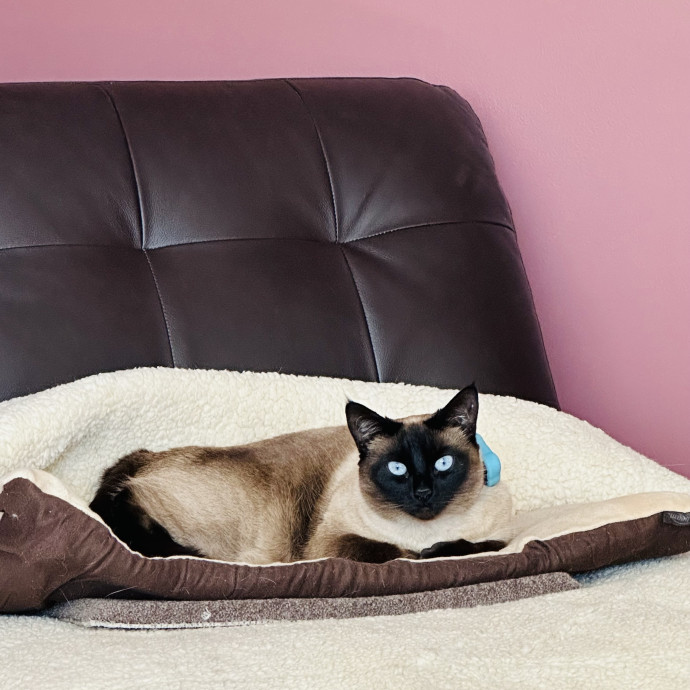 Meow There Meet Your Purrr-Fect Sitter