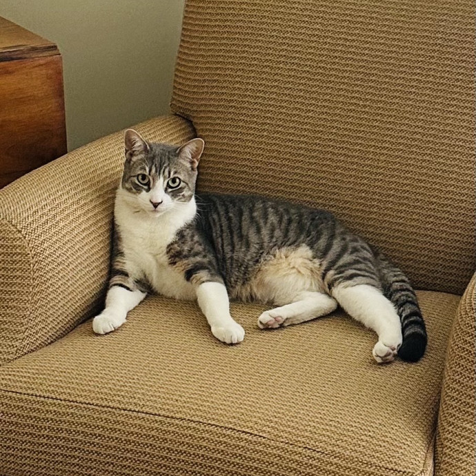 Meow There Meet Your Purrr-Fect Sitter