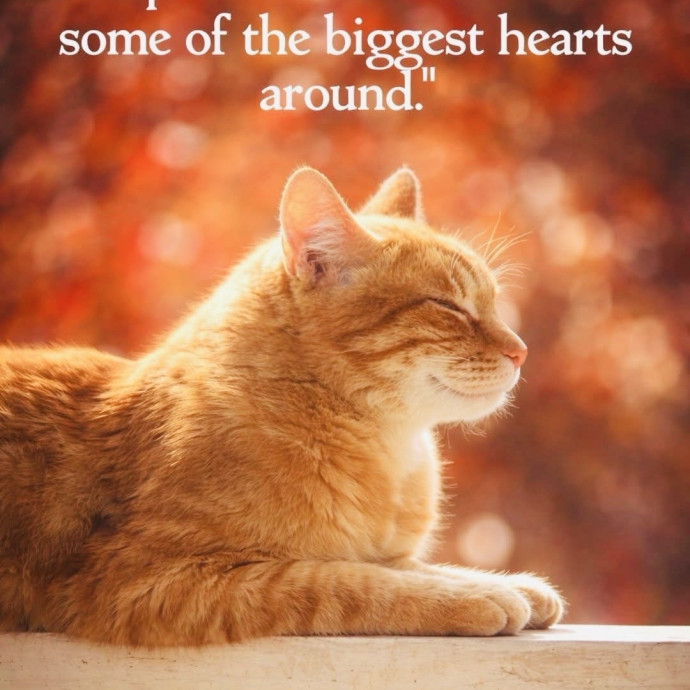Meow There Meet Your Purrr-Fect Sitter