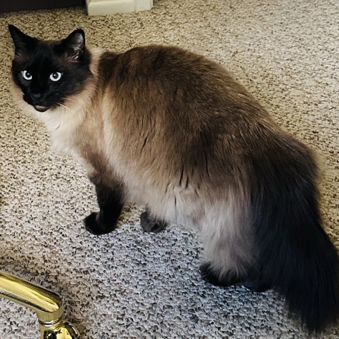 Meow There Meet Your Purrr-Fect Sitter